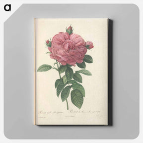 アートパネル-Rose illustration - ピエール ジョゼフ ルドゥーテ Canvas.