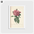 アートポストカード-Rose illustration - ピエール ジョゼフ ルドゥーテ Postcard.