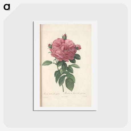 アートポストカード-Rose illustration - ピエール ジョゼフ ルドゥーテ Postcard.