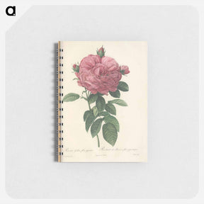 アートメモ帳-Rose illustration - ピエール ジョゼフ ルドゥーテ Memo.