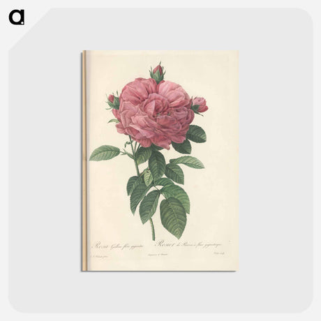 アートポストカード-Rose illustration - ピエール ジョゼフ ルドゥーテ Postcard.