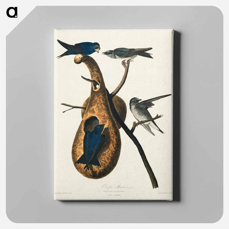 アートパネル-Purple Martin from Birds of America
 - アメリカの鳥たち Canvas.