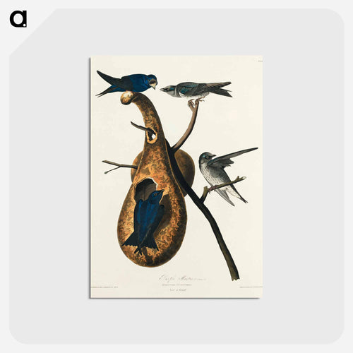 Purple Martin from Birds of America
 - アメリカの鳥たち Postcard.