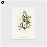 アートポストカード-Little Cuckoo
 - オーストラリアの鳥 Postcard.