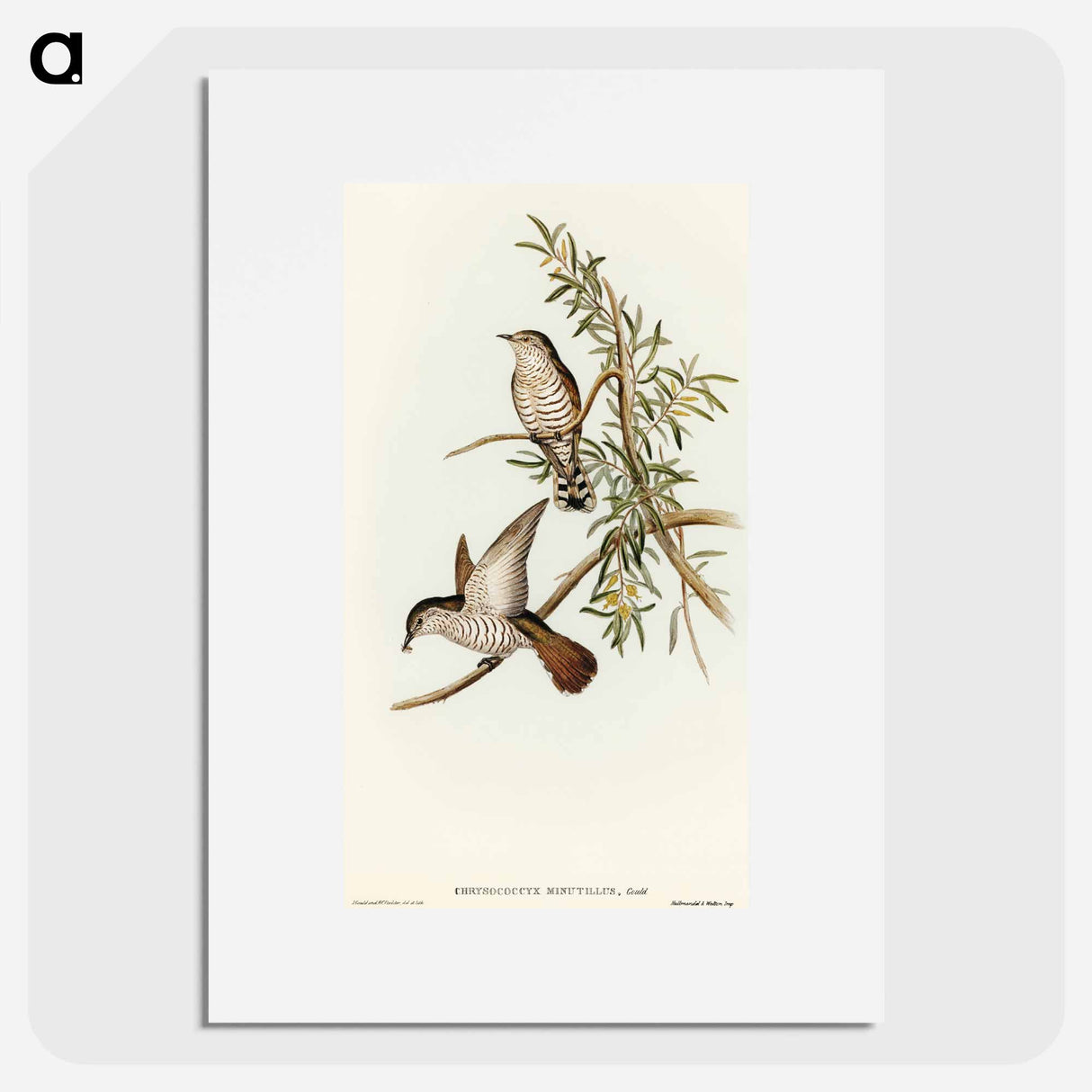 Little Cuckoo
 - オーストラリアの鳥 Poster.