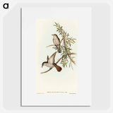 Little Cuckoo
 - オーストラリアの鳥 Poster.