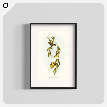 Striated Pardalote
 - ジョン グールド Poster.