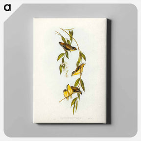 アートパネル-Striated Pardalote
 - ジョン グールド Canvas.