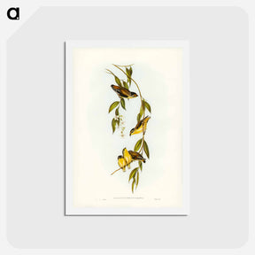 アートポストカード-Striated Pardalote
 - ジョン グールド Postcard.