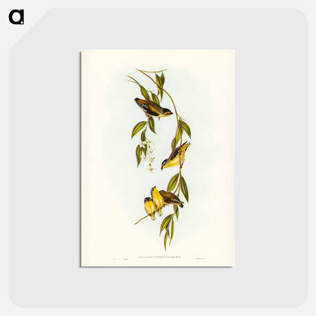 アートポストカード-Striated Pardalote
 - ジョン グールド Postcard.