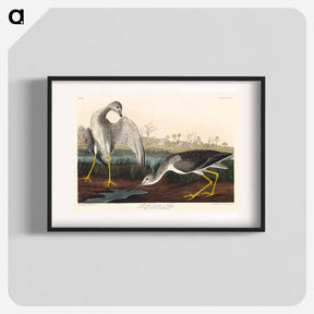アートポスター-Tell-tale Godwit or Snipe
 - ジョン ジェームス オーデュボン Poster.