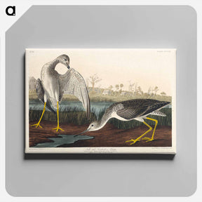 アートパネル-Tell-tale Godwit or Snipe
 - ジョン ジェームス オーデュボン Canvas.