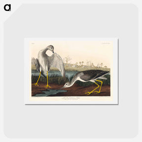 アートポストカード-Tell-tale Godwit or Snipe
 - ジョン ジェームス オーデュボン Postcard.