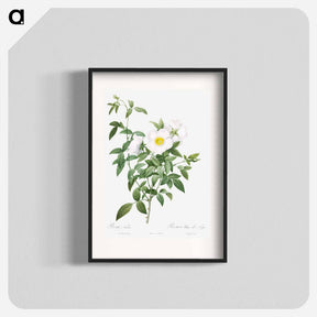 アートポスター-Cherokee Rose - ピエール ジョゼフ ルドゥーテ Poster.