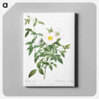 アートパネル-Cherokee Rose - ピエール ジョゼフ ルドゥーテ Canvas.