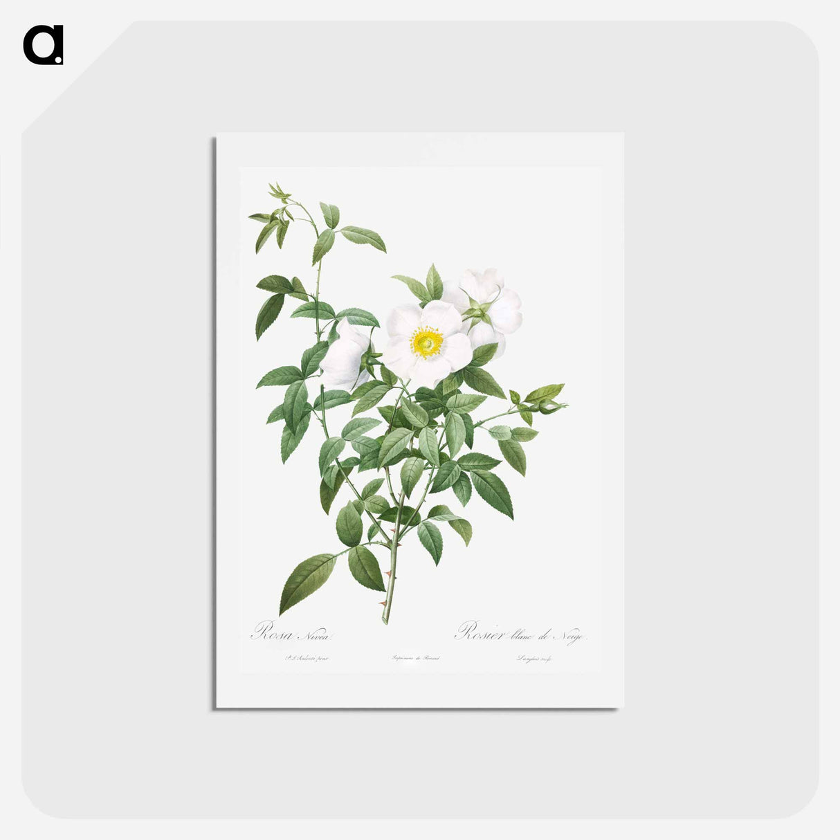 アートポストカード-Cherokee Rose - ピエール ジョゼフ ルドゥーテ Postcard.