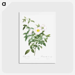 アートポストカード-Cherokee Rose - ピエール ジョゼフ ルドゥーテ Postcard.