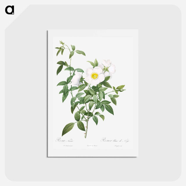 アートポストカード-Cherokee Rose - ピエール ジョゼフ ルドゥーテ Postcard.