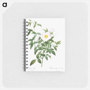 アートメモ帳-Cherokee Rose - ピエール ジョゼフ ルドゥーテ Memo.