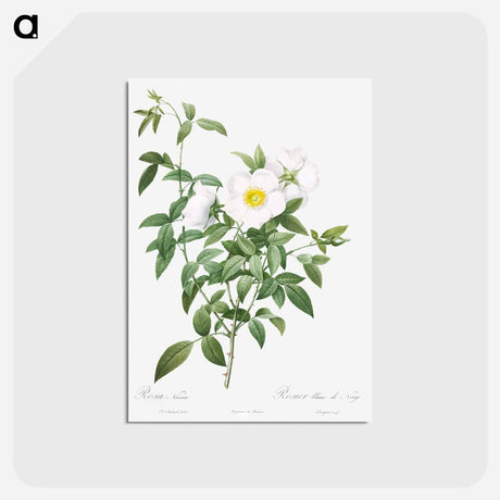 アートポストカード-Cherokee Rose - ピエール ジョゼフ ルドゥーテ Postcard.