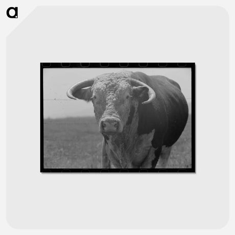 アートポストカード-Bull's Head, Cruzen Ranch
 - ラッセル リー Postcard.