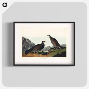 アートポスター-Long-tailed or Dusky Grous from Birds of America
 - アメリカの鳥たち Poster.