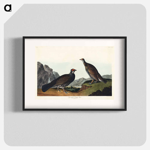 Long-tailed or Dusky Grous from Birds of America
 - アメリカの鳥たち Poster.