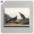 アートパネル-Long-tailed or Dusky Grous from Birds of America
 - アメリカの鳥たち Canvas.