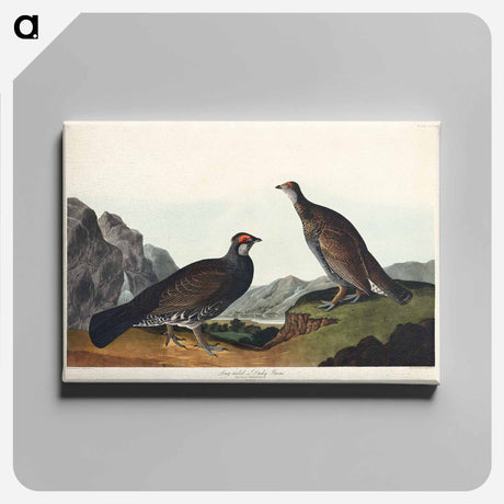 アートパネル-Long-tailed or Dusky Grous from Birds of America
 - アメリカの鳥たち Canvas.