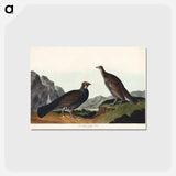 アートポストカード-Long-tailed or Dusky Grous from Birds of America
 - アメリカの鳥たち Postcard.