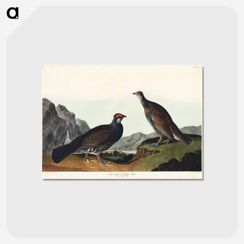 Long-tailed or Dusky Grous from Birds of America
 - アメリカの鳥たち Postcard.