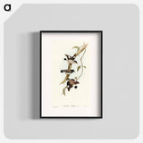 Striated Sittella
 - オーストラリアの鳥 Poster.