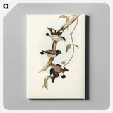 Striated Sittella
 - オーストラリアの鳥 Canvas.