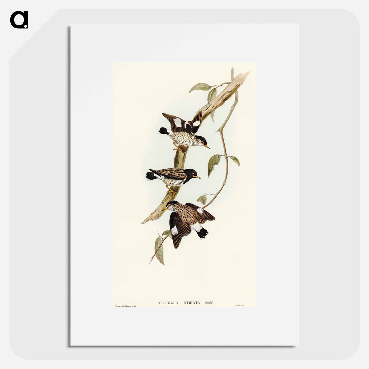 Striated Sittella
 - オーストラリアの鳥 Poster.