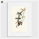 Striated Sittella
 - オーストラリアの鳥 Poster.