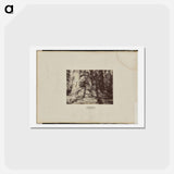 アートポストカード-Mammoth Tree Grove
 - エドワード マイブリッジ Postcard.