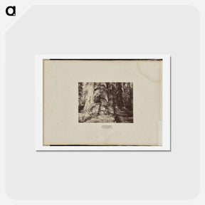 アートポストカード-Mammoth Tree Grove
 - エドワード マイブリッジ Postcard.