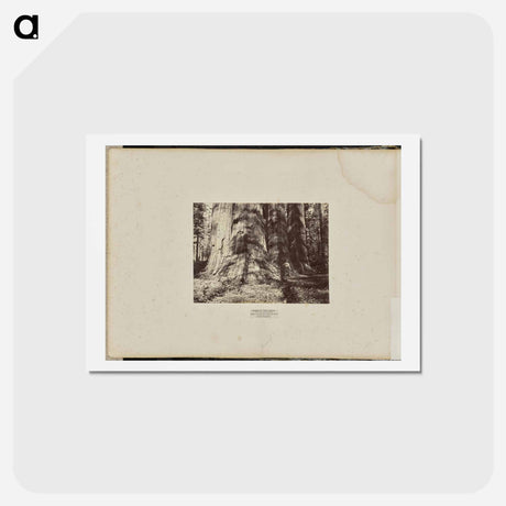 アートポストカード-Mammoth Tree Grove
 - エドワード マイブリッジ Postcard.