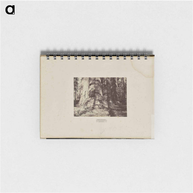 アートメモ帳-Mammoth Tree Grove
 - エドワード マイブリッジ Memo.