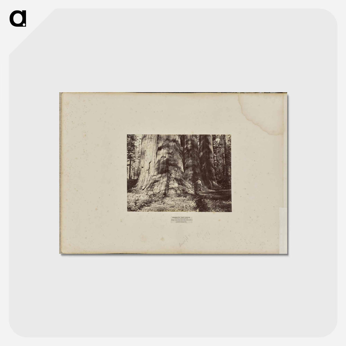 アートポストカード-Mammoth Tree Grove
 - エドワード マイブリッジ Postcard.