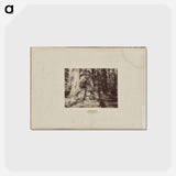 アートポストカード-Mammoth Tree Grove
 - エドワード マイブリッジ Postcard.