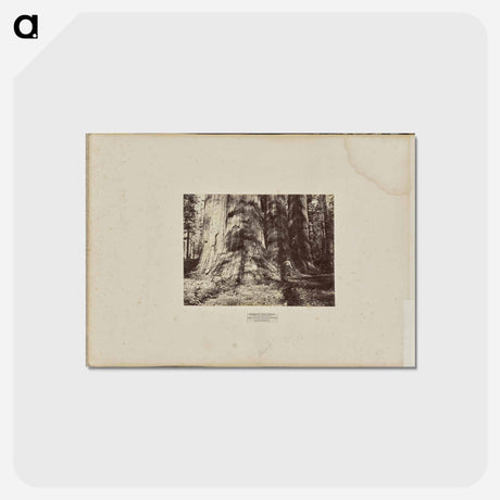 アートポストカード-Mammoth Tree Grove
 - エドワード マイブリッジ Postcard.