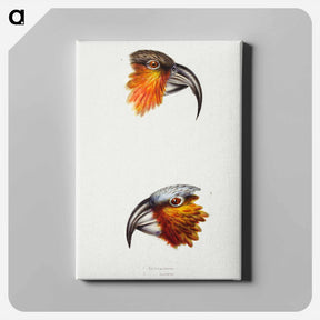 アートパネル-Norfolk Kaka and Kaka Parrot
 - ジョン グールド Canvas.