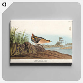 アートパネル-Yellow-breasted Rail
 - ジョン ジェームス オーデュボン Canvas.