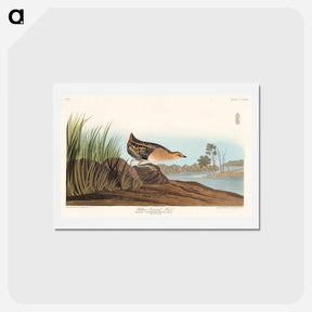 アートポストカード-Yellow-breasted Rail
 - ジョン ジェームス オーデュボン Postcard.