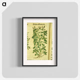 アートポスター-Zamer Maieron, wilder Maieron
 - 国立医学図書館 Poster.