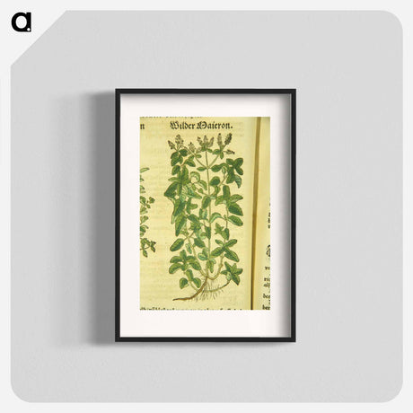 アートポスター-Zamer Maieron, wilder Maieron
 - 国立医学図書館 Poster.