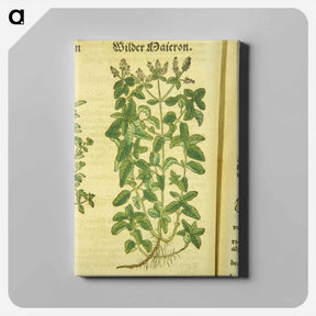 アートパネル-Zamer Maieron, wilder Maieron
 - 国立医学図書館 Canvas.
