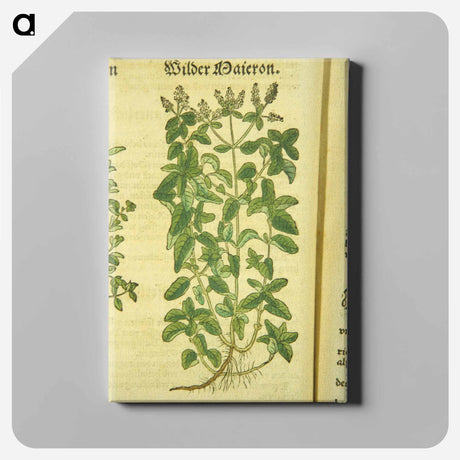 アートパネル-Zamer Maieron, wilder Maieron
 - 国立医学図書館 Canvas.