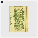 アートポストカード-Zamer Maieron, wilder Maieron
 - 国立医学図書館 Postcard.